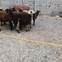 گوسفند و بره برای قربانی|حیوانات مزرعه|اردبیل, |دیوار