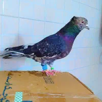 2عدد کفتر قلدر