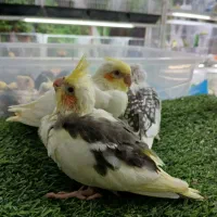 جوجه عروس سرلاکی