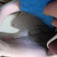 کتونی متالیک گری (اورجینال )