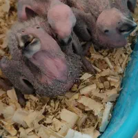 جفت مولد آمازون|پرنده|تهران, گلستان (شهرک راه آهن)|دیوار