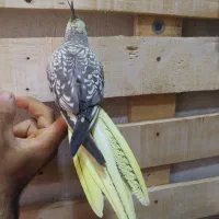 عروس هلندی نر آلبینو|پرنده|آران و بیدگل, |دیوار