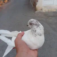 کبوتر|پرنده|صوفیان, |دیوار