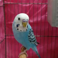 دوعدد مرغ عشق نر وماده|پرنده|قم, حاج خلیل|دیوار