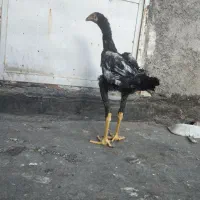 خروس لاری