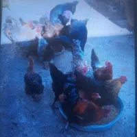 بوقلمون خروس مرغ تخمی