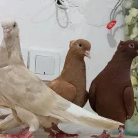 کبوتر ۳ماده دم سفید