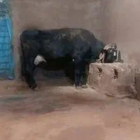 گاو جرسی امریکایی گد