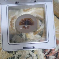 ۹ عدد نگین شجر قائن طبیعی و اصل|جواهرات|شیراز, نارنجستان|دیوار