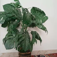 درختچه مصنوعی برگ انجیری خارجی