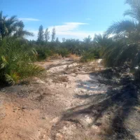 فروش کود حیوانی