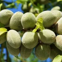 گل و گیاه درخت نهال|گل و گیاه طبیعی|قم, مهر آباد|دیوار