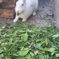 خرگوش|موش و خرگوش|ایذه, |دیوار