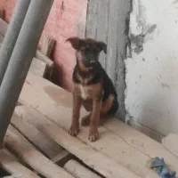 واگذاری|سگ|شیراز, نیستان|دیوار