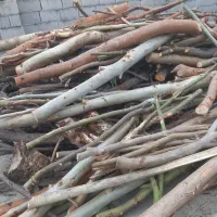 خرید چوب باغی|خدمات باغبانی و درختکاری|کردکوی, |دیوار