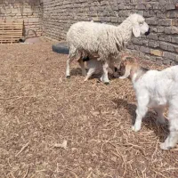 میش زاییده بره نرداره