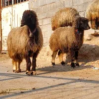 4راس میش سطح یک|حیوانات مزرعه|شوشتر, |دیوار