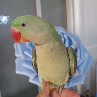 شاه طوطی