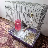 فروش عروس