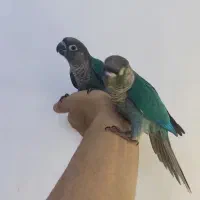 تراکوییس راهب