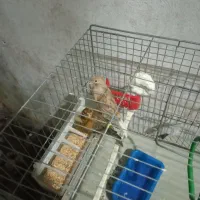 قناری|پرنده|کرمانشاه, |دیوار