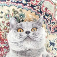 گربه اسکاتیش|گربه|رفسنجان, |دیوار