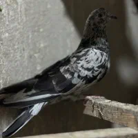 کفتر سرور|پرنده|تهران, حشمتیه|دیوار