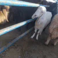 بزغاله ماده