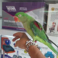 جوجه شاه طوطی چشم سیاه حلقه پا پرورشی|پرنده|ری, علایین|دیوار