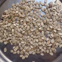 تخمه هندوانه کدویی|عمدهفروشی|مراوه, |دیوار