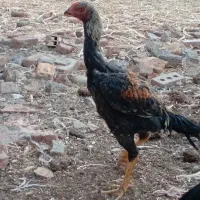 جوجه لاری افغانی