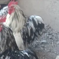 مرغ و خروس کوشین جوان بلک متلد یکساله