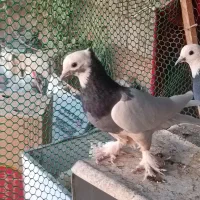 کبوتر تزیینی اصل|پرنده|شیراز, شهرک گلستان شمالی|دیوار