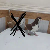 رنگی|پرنده|آبادان, |دیوار