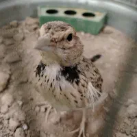 سهره نر مست