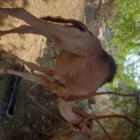 شتر نر ۳سال مخصوص داشت|حیوانات مزرعه|میناب, |دیوار