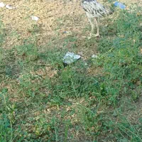 جوجه خروس|حیوانات مزرعه|ایرانشهر, |دیوار