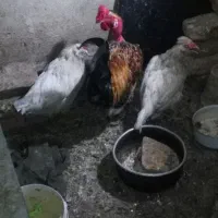 لطفا اگهی بخوانید محلی اصل