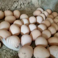 تخم مرغ شاخدار