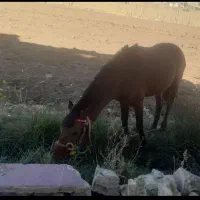 اسب ۶سال خانگی باری خیلی نجیب وباادب