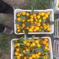 فروش‌پرتقال