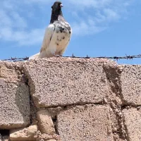 دوتا کبوتر دمبی کله ای