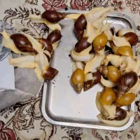 حلزون البینو افریقایی