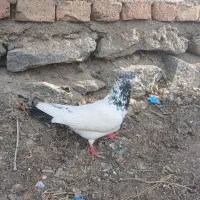 پرنده|پرنده|اردبیل, |دیوار