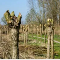 هرس درختان و سم پاشی|خدمات باغبانی و درختکاری|خمینی‌شهر, |دیوار