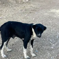 ماده قدرجونی یکسال نیم قد بالا۹۰|سگ|خرم‌آباد, |دیوار