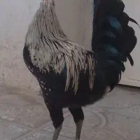 خروس چهل تاج