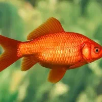 ماهی قرمز