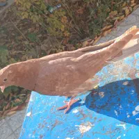 با سلام   تلویزیون میز