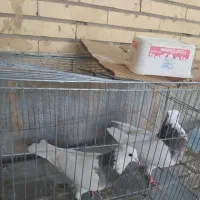 پرنده|پرنده|مبارکه, |دیوار